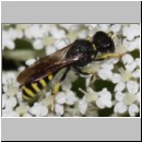 Ectemnius lituratus - Grabwespe m03e - OS-Wallenhorst-Tongrube det.jpg